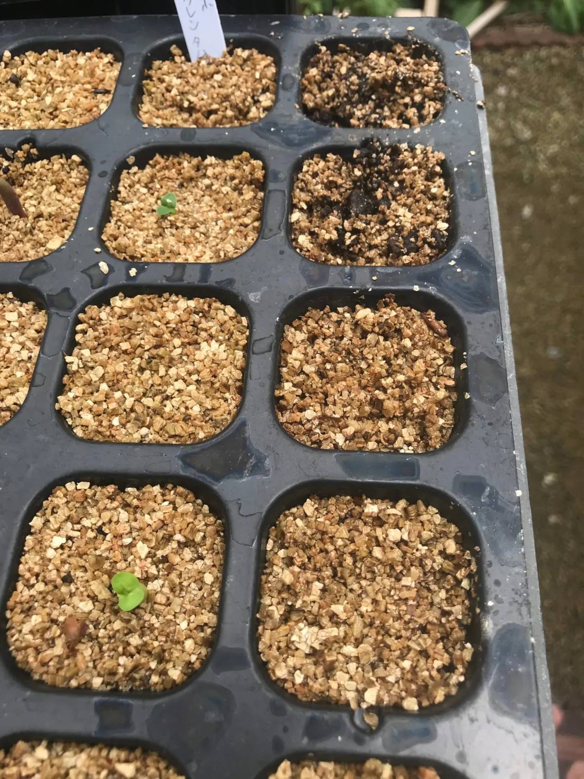 Pachypodium succulentum (パキポディウム サキュレンタム 天馬空)