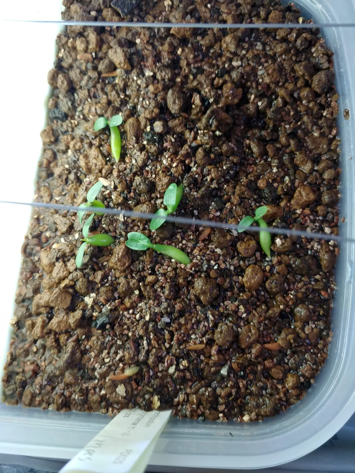 Pachypodium horombense (パキポディウム ホロンベンセ)