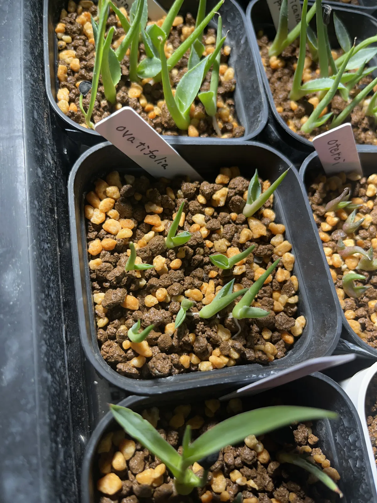 Agave ovatifolia (アガベ オバティフォリア)