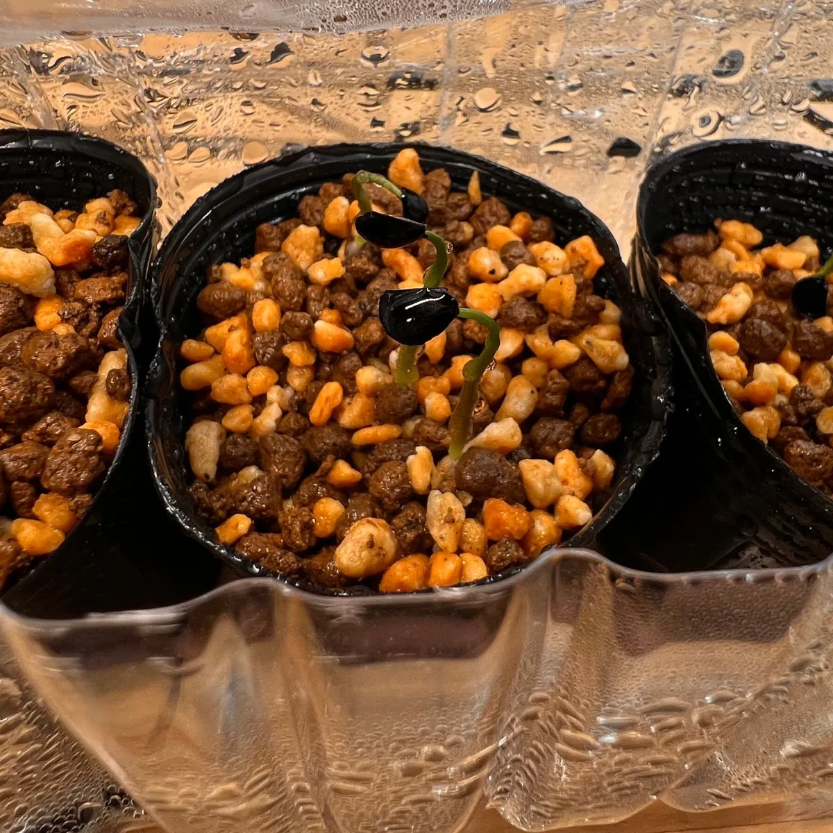 Agave congesta (アガベ コンゲスタ)