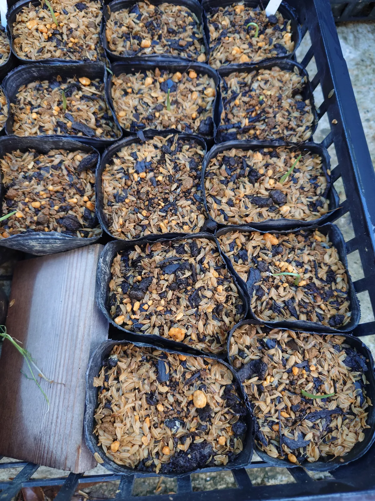 Agave flexispina (アガベ フレキシスピナ)