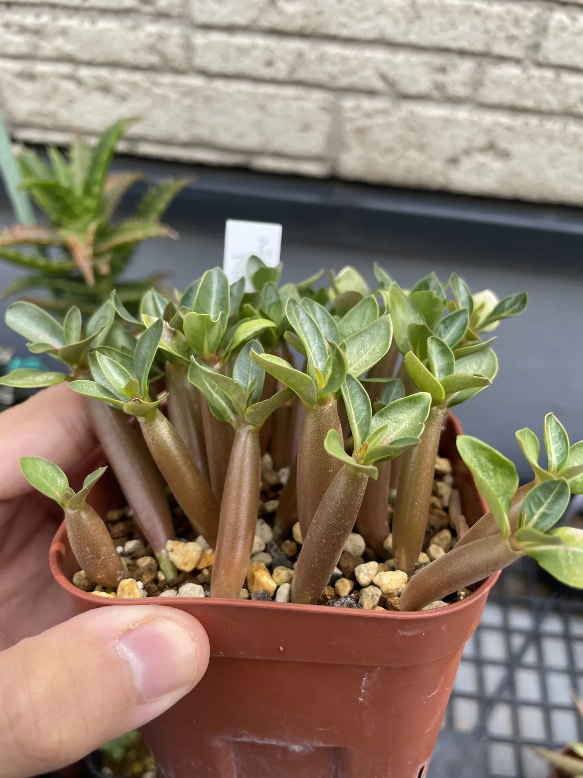 Adenium arabicum Black Stem (アデニウム アラビカム ブラックステム)
