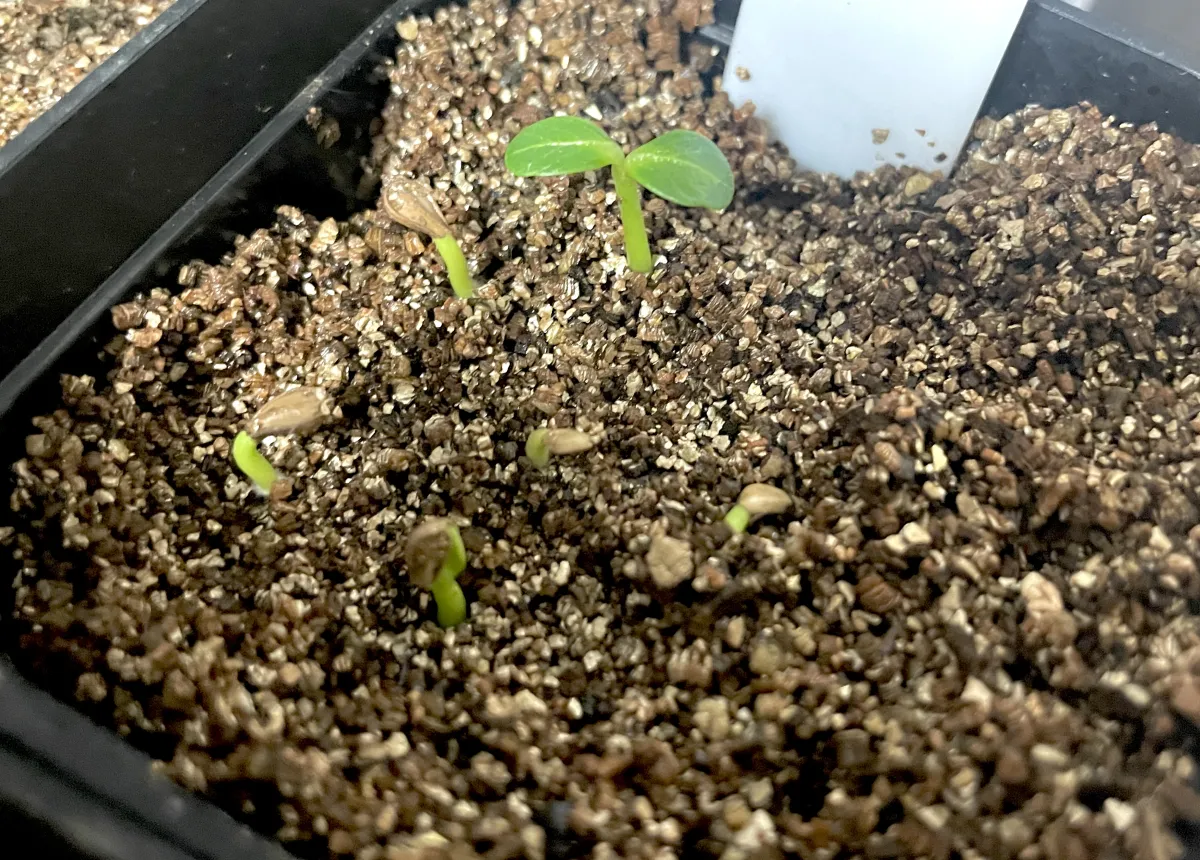 Pachypodium baronii (パキポディウム バロニー)