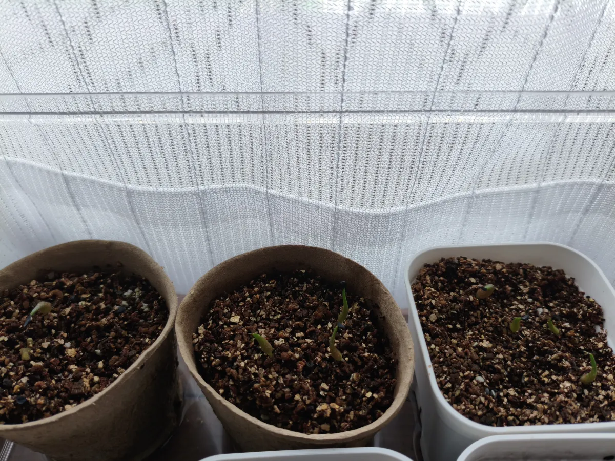 Agave oteroi (アガベ オテロイ)