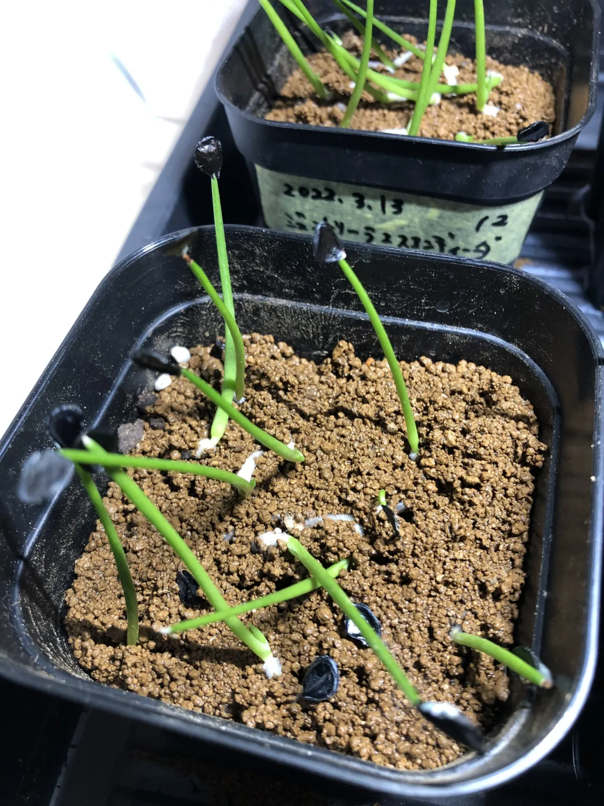 Agave gentryi La Escondida (アガベ ジェントリー ラ・エスコンディーダ)