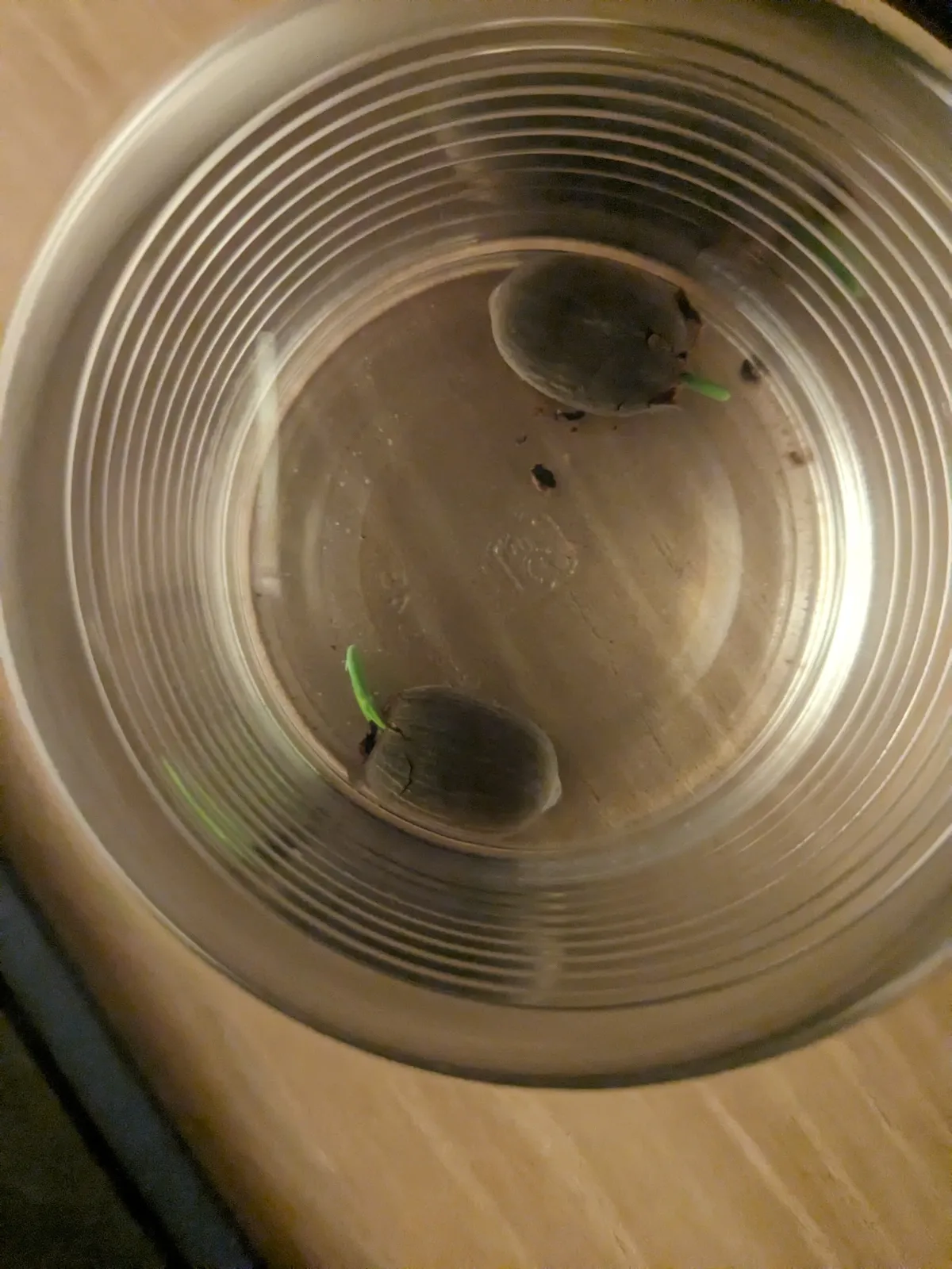 Nelumbo nucifera (ハス ヌキフェラ)