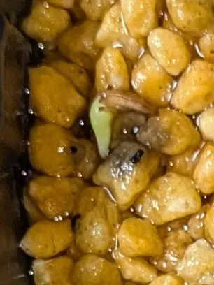 Pachypodium brevicaule subsp. leucoxanthum (パキポディウム レウコキサンツム)