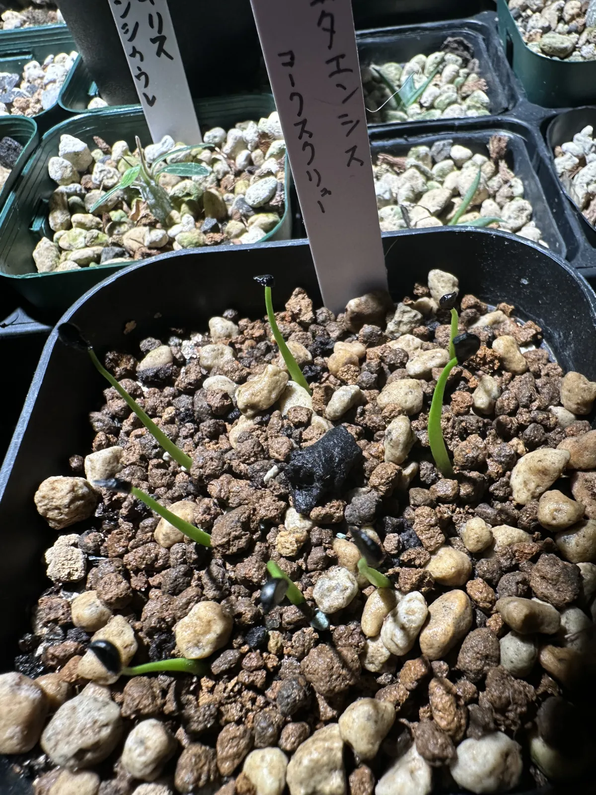 Agave utahensis var. eborispina 'Corkscrew' (アガベ ユタエンシスコークスクリュー)