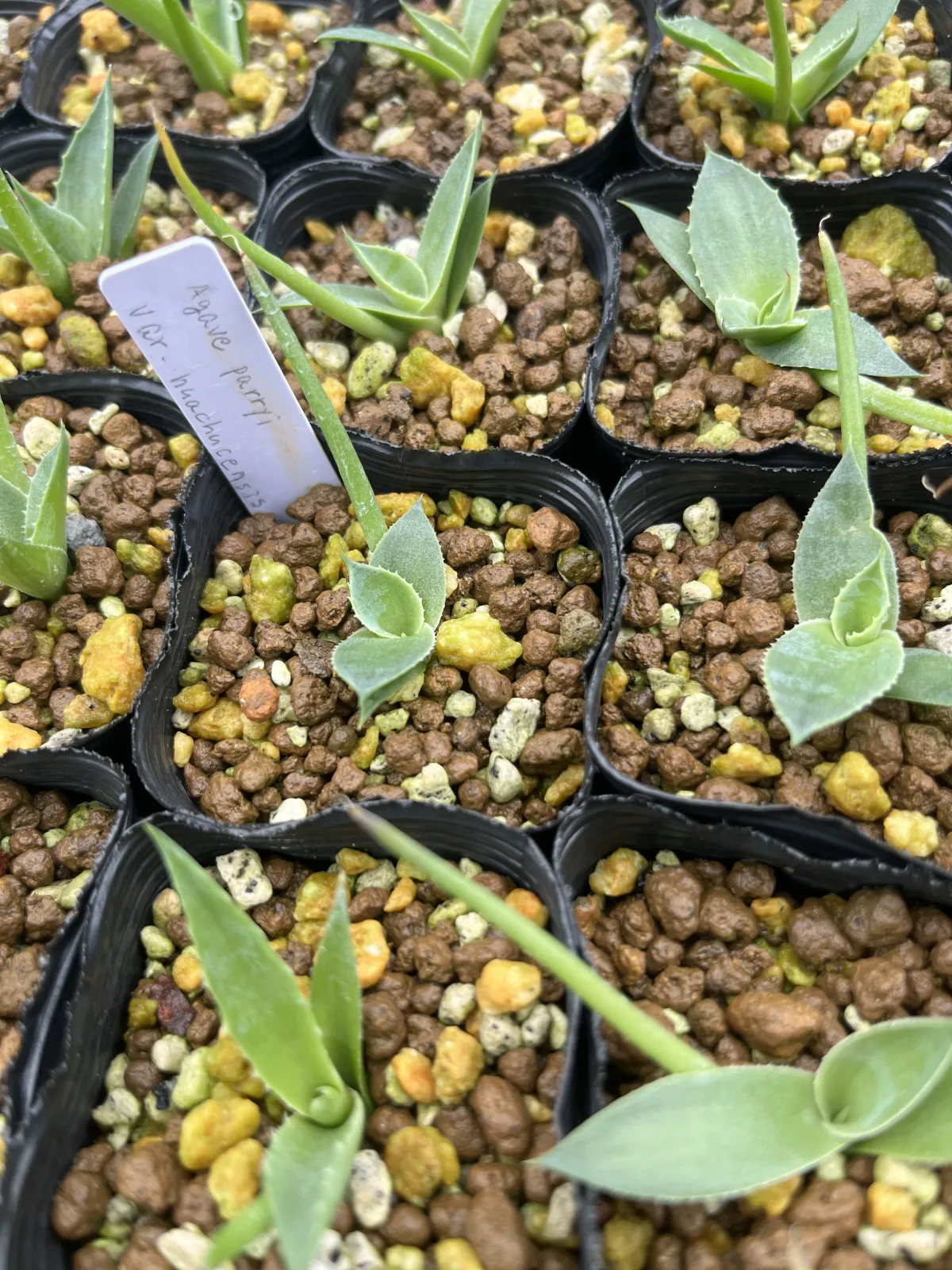 Agave parryi var. huachucensis (アガベ フアチュセンシス)