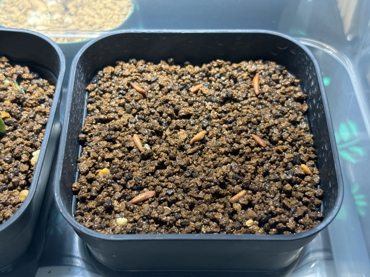 [無料種子] 発芽難 パキポディウム グラキリス　 Pachypodium rosulatum var. gracilius