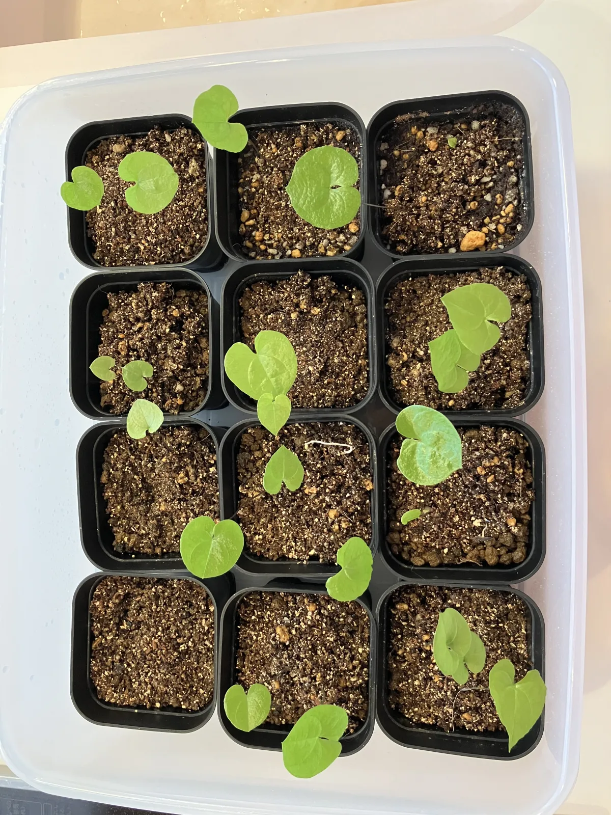 [チャレンジ種子] 亀甲竜 Dioscorea elephantipes ディオスコレア エレファンティペス 未発芽ロット