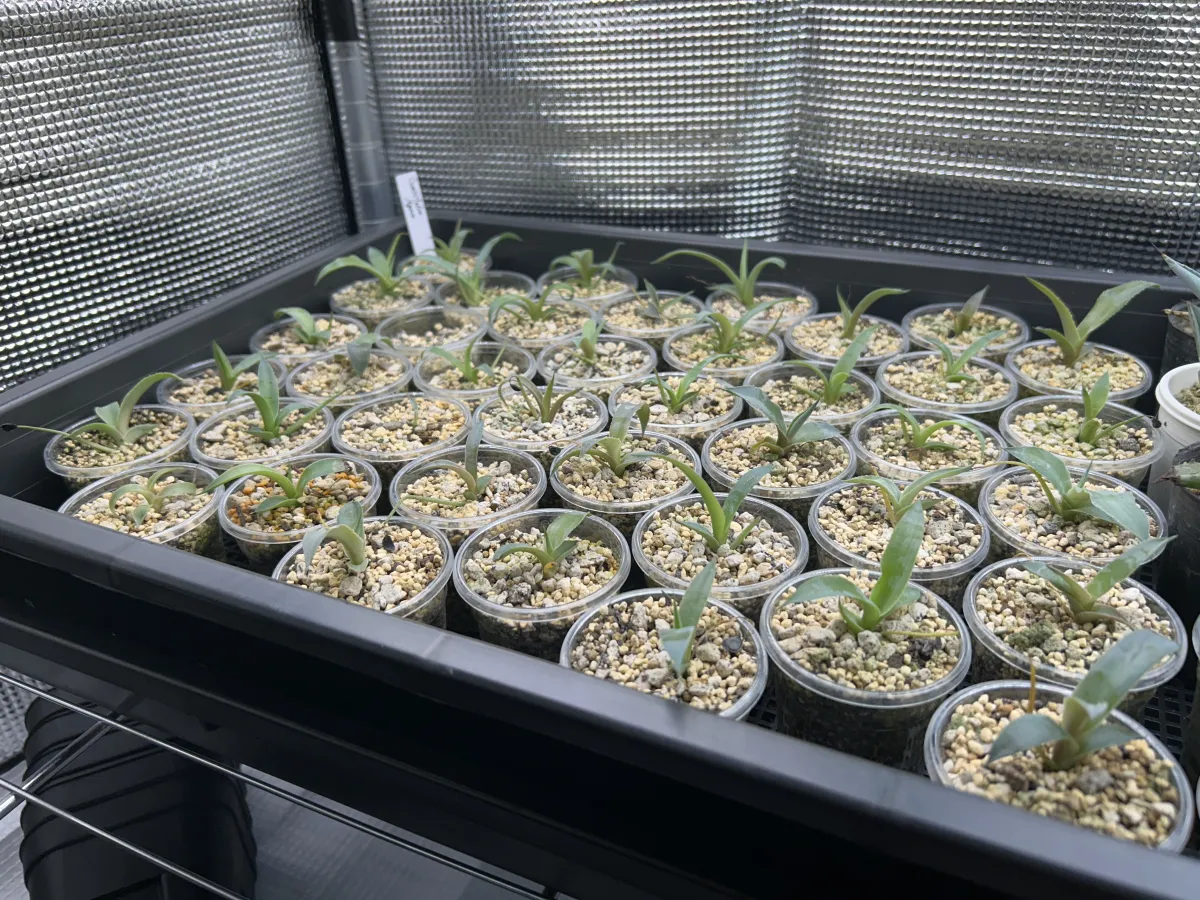 Agave ovatifolia (アガベ オバティフォリア)