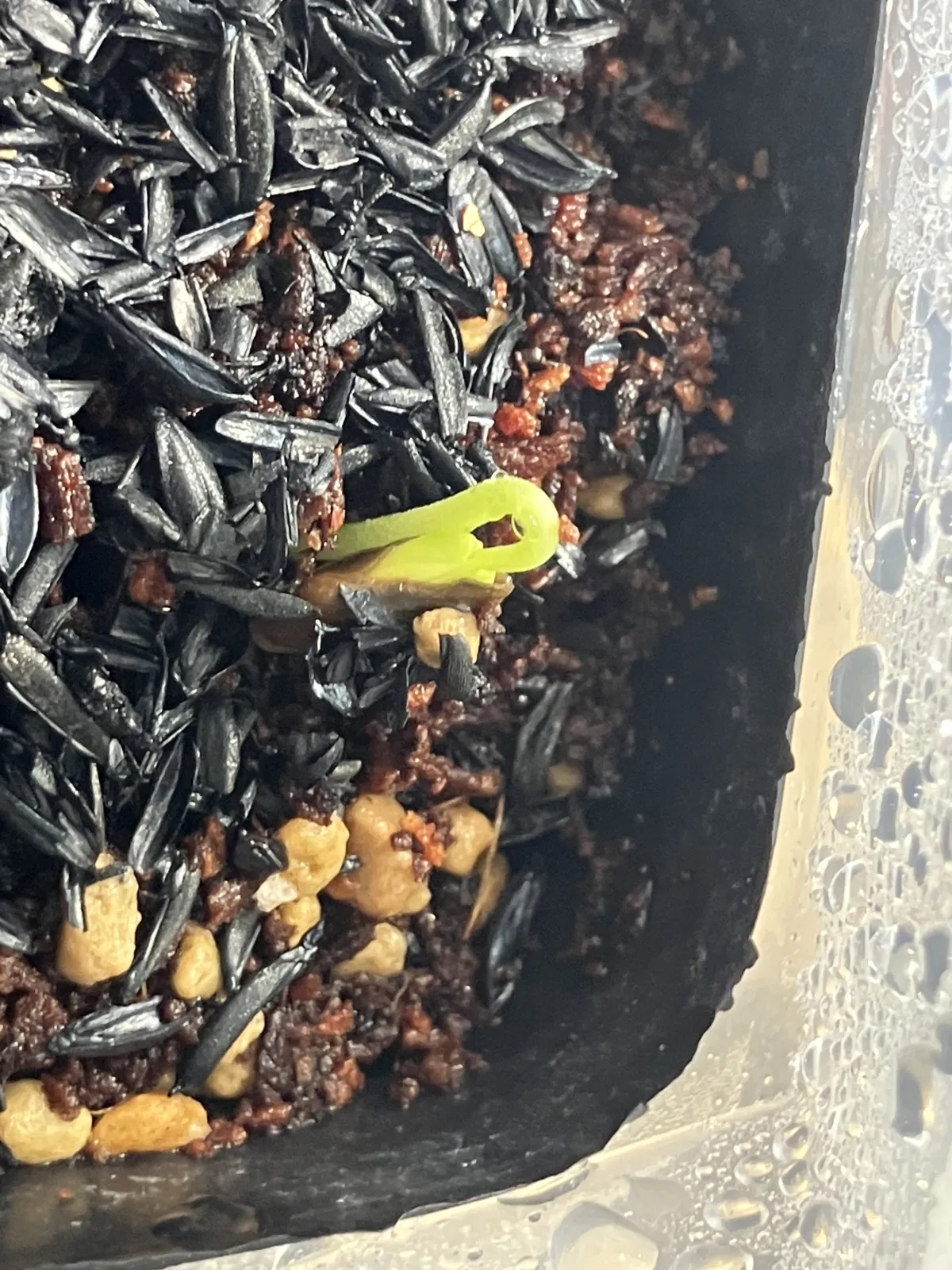 Senna meridionalis (センナ メリディオナリス)