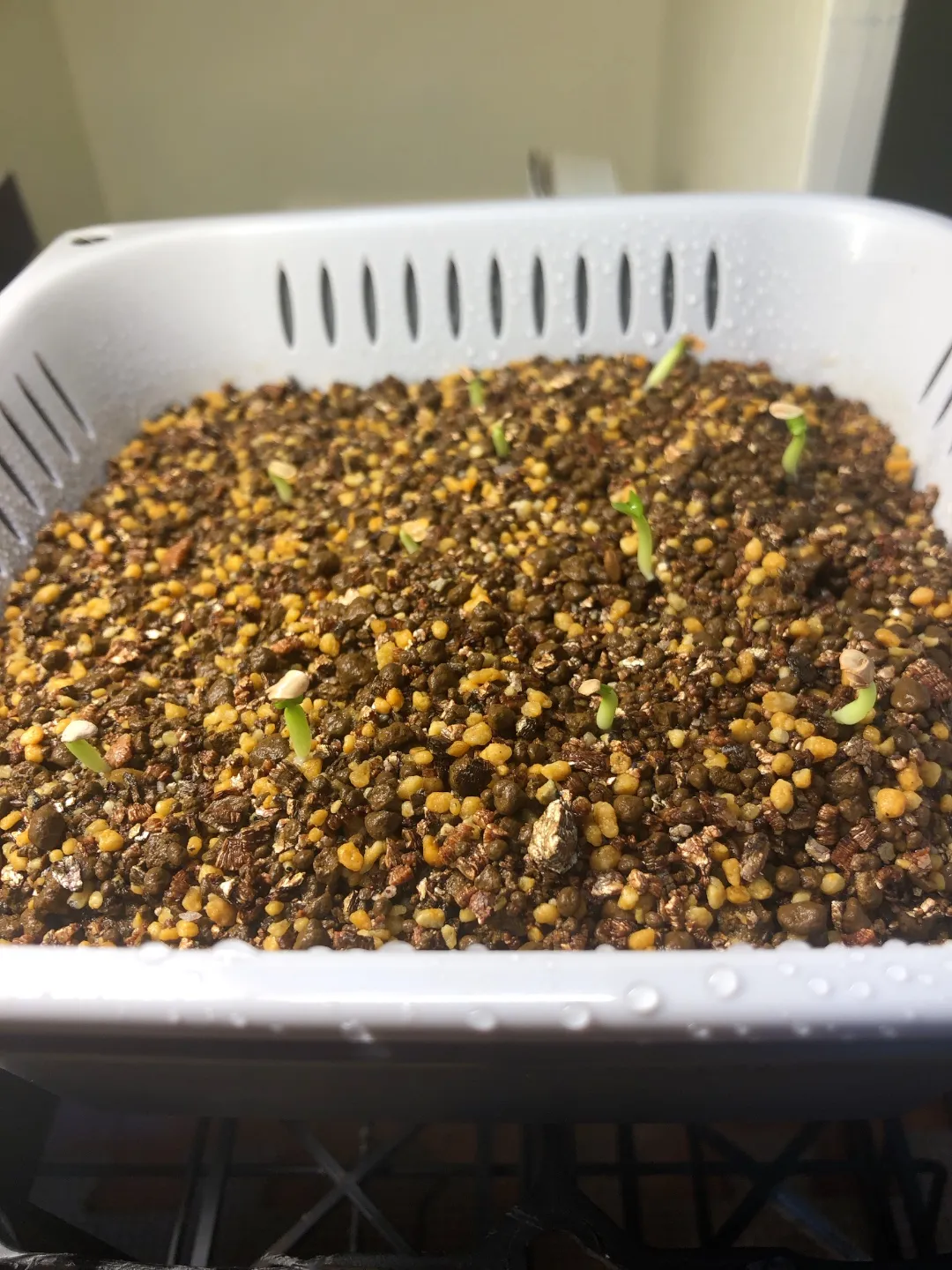 Pachypodium enigmaticum (パキポディウム エニグマチカム)