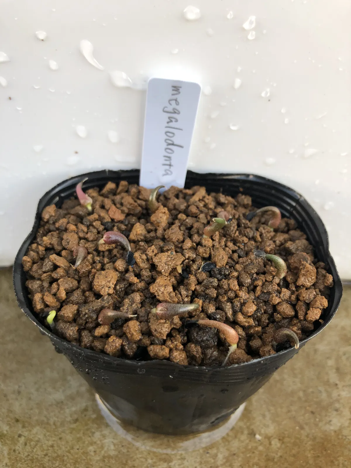 Agave megalodonta (アガベ メガロドンタ)