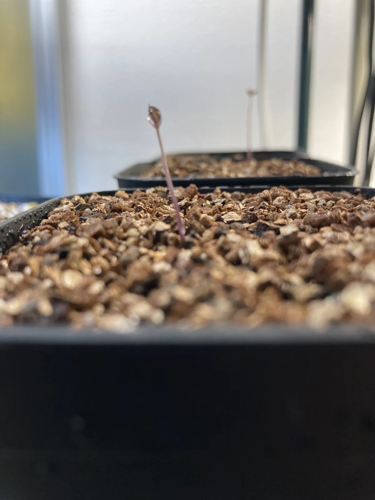 Dioscorea elephantipes (ディオスコレア エレファンティペス アフリカ亀甲竜)