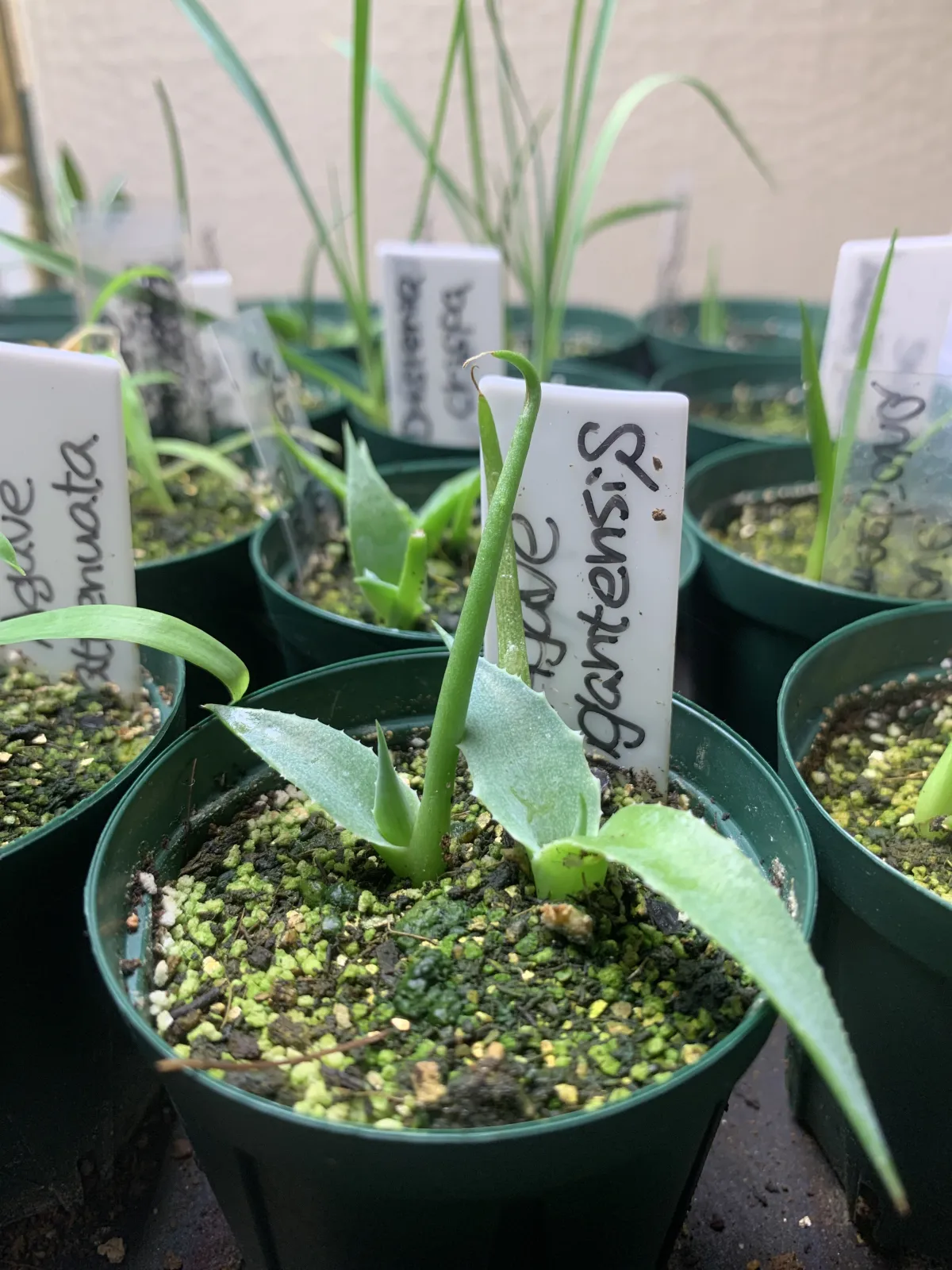 Agave gigantensis (アガベ ギガンテンシス)