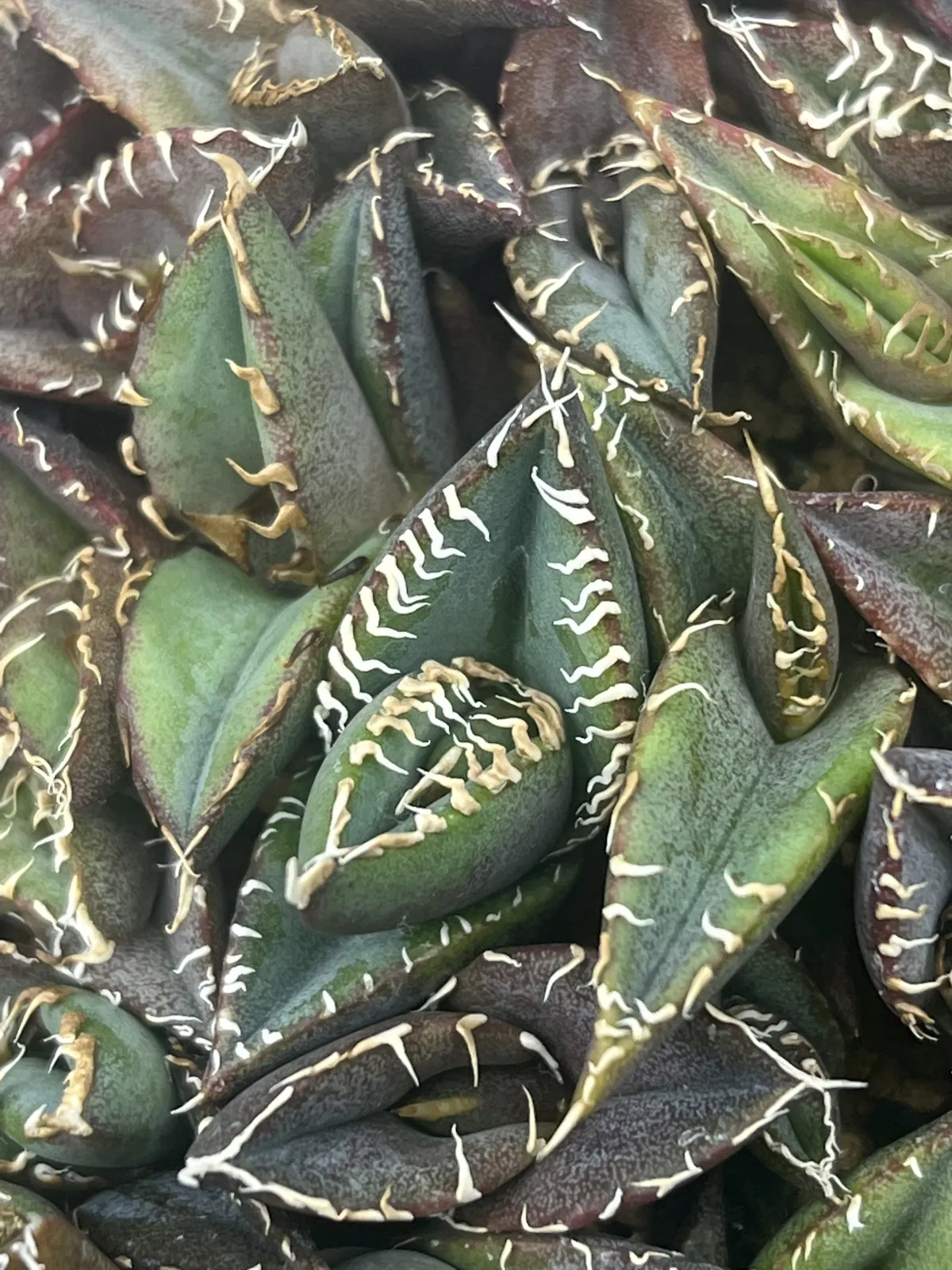 Agave oteroi (アガベ オテロイ)