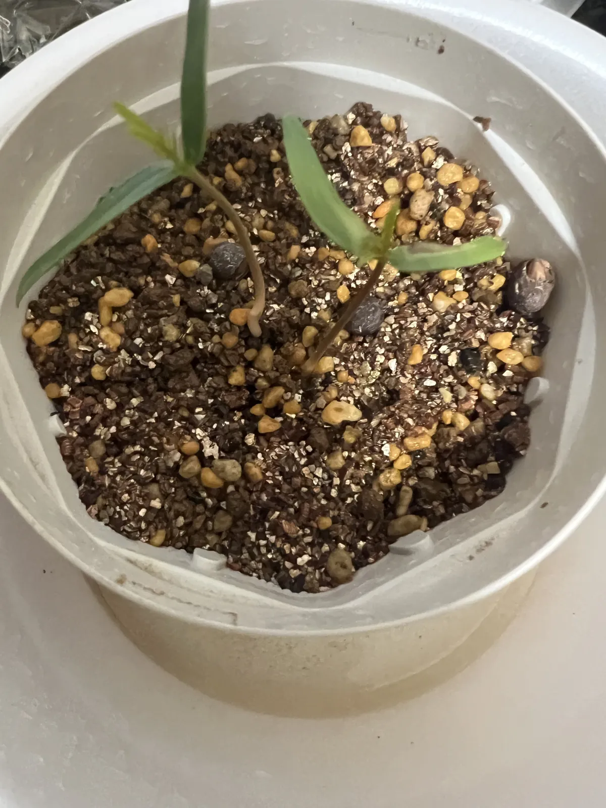 Operculicarya pachypus (オペルクリカリア パキプス)