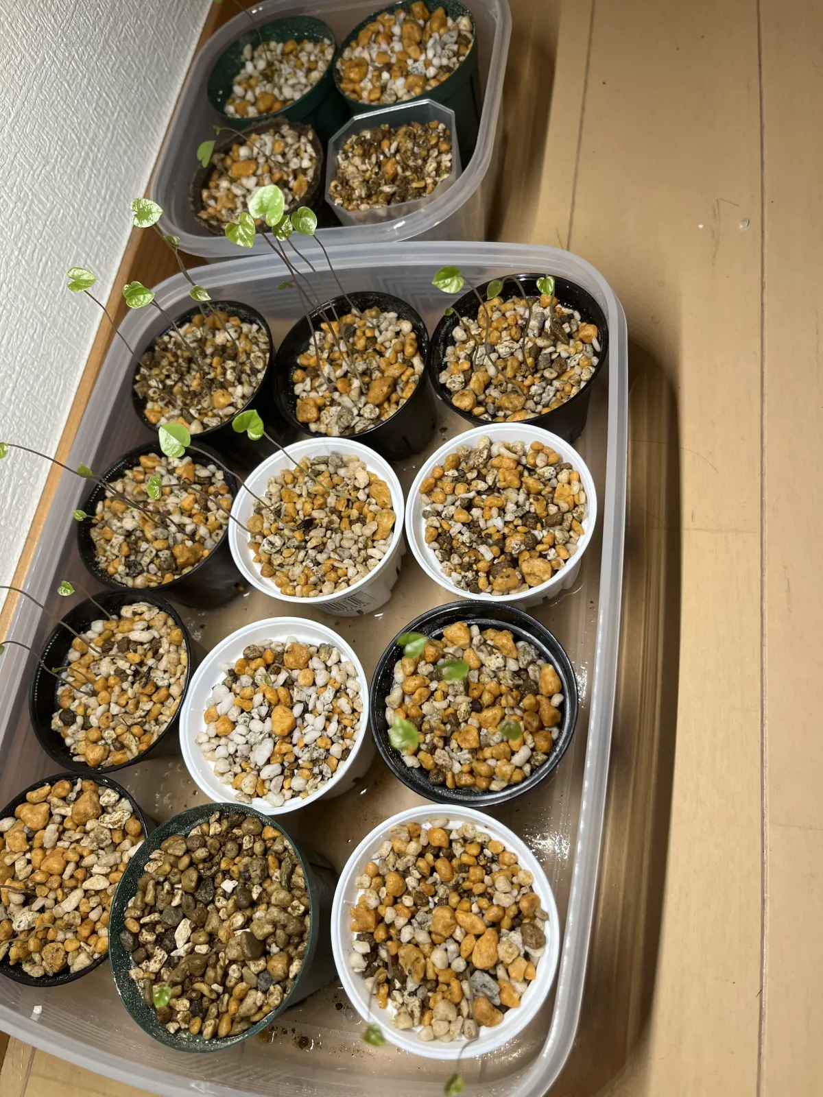 Dioscorea elephantipes (ディオスコレア エレファンティペス アフリカ亀甲竜)