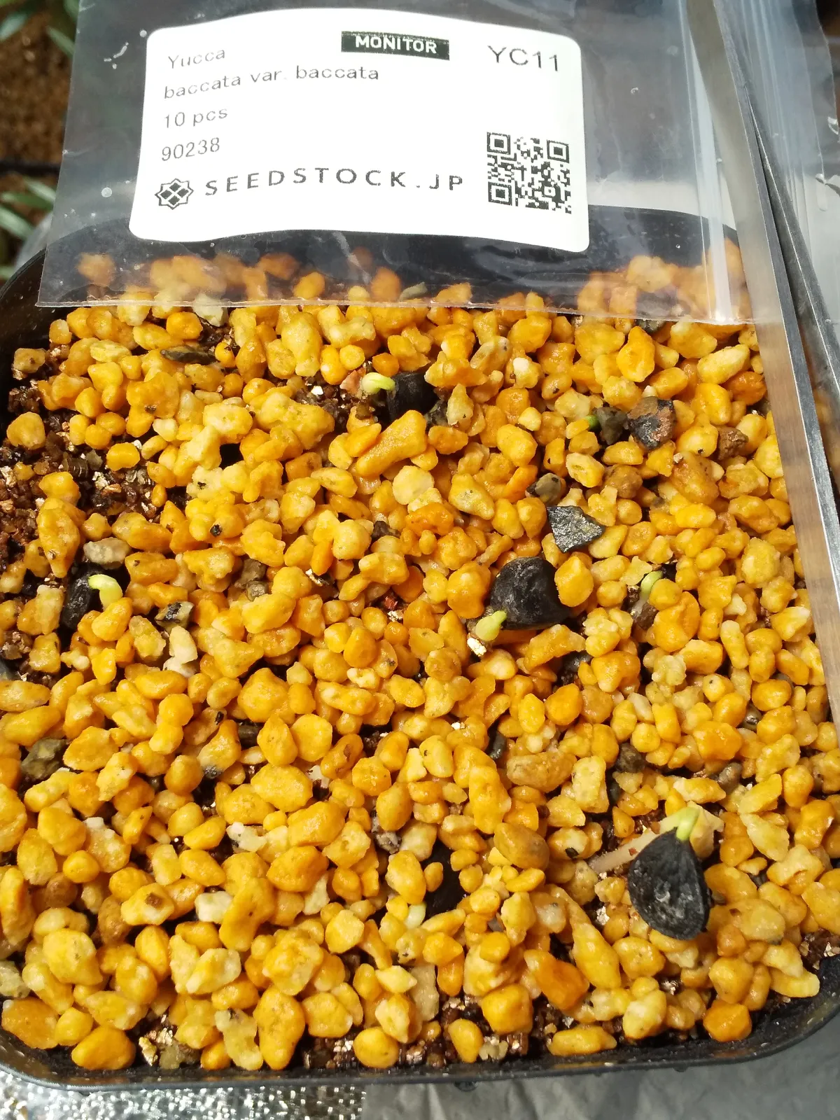 Yucca baccata var. baccata (ユッカ バッカタ)