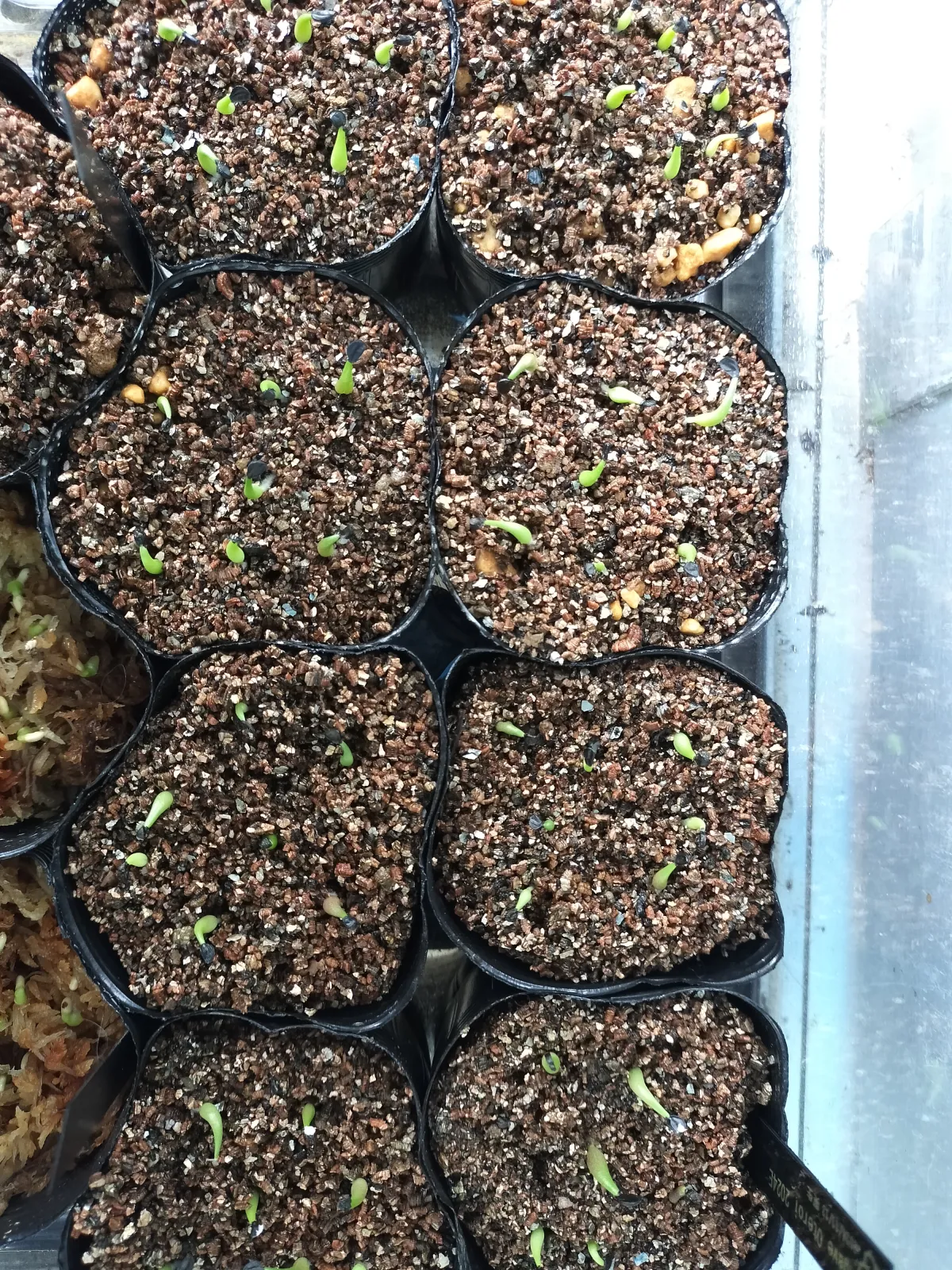 Agave oteroi (アガベ オテロイ)