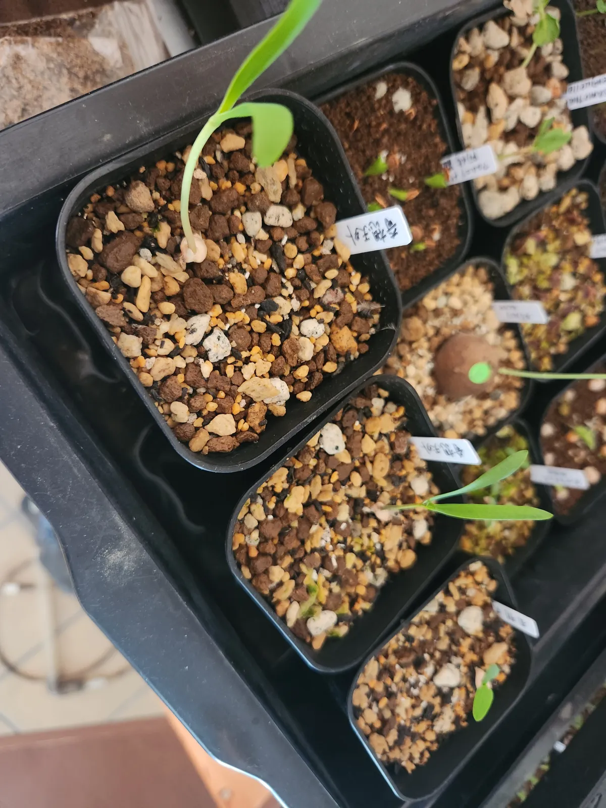 Welwitschia mirabilis (ウェルウィッチア ミラビリス 奇想天外)