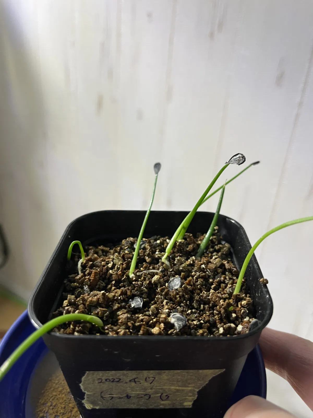 Agave parryi var. truncata (アガベ パリー トランカータ)