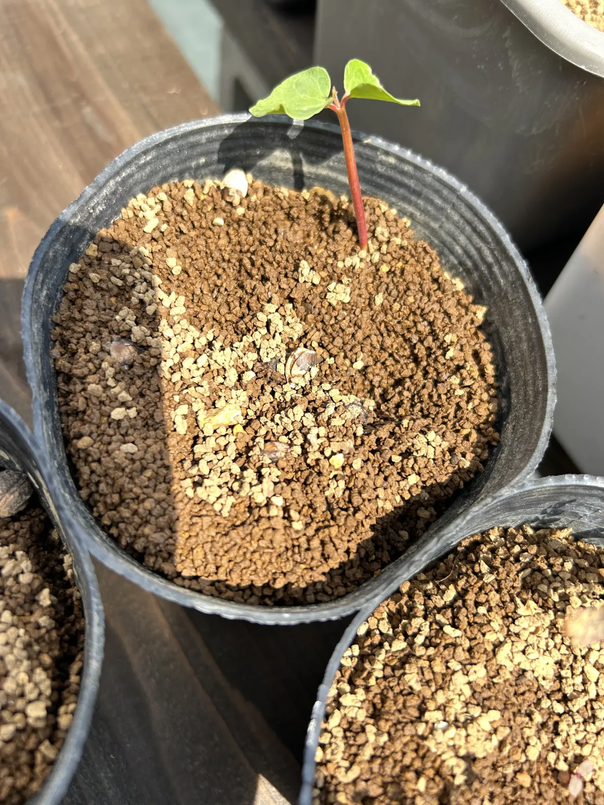 Commiphora orbicularis (コミフォラ オルビクラリス)