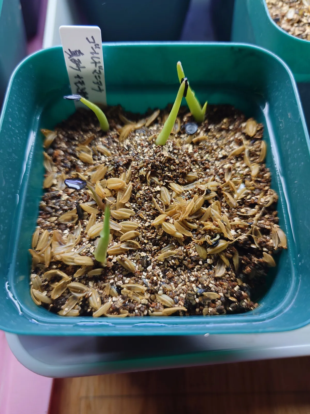 Agave shawii subsp. goldmaniana (アガベ ゴールドマニアナ)