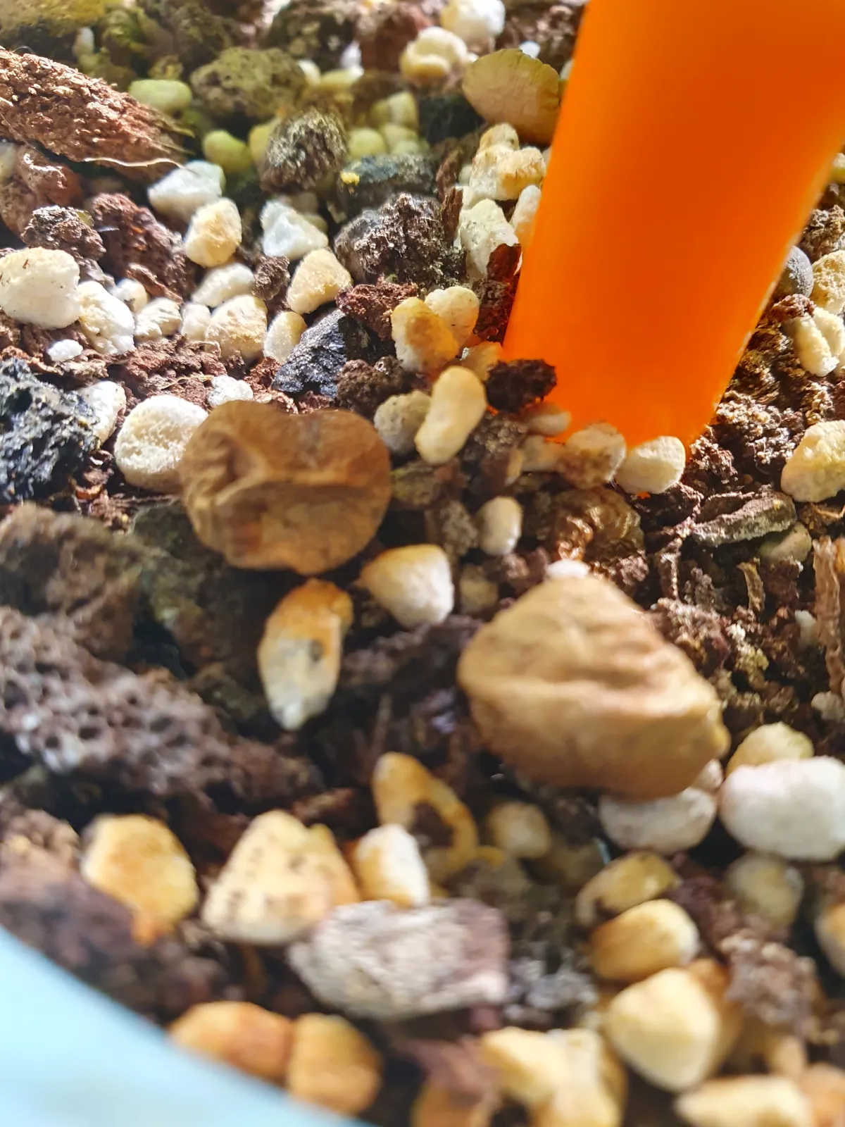 [無料種子] オペルクリカリア 蓋開け練習用 Operculicarya