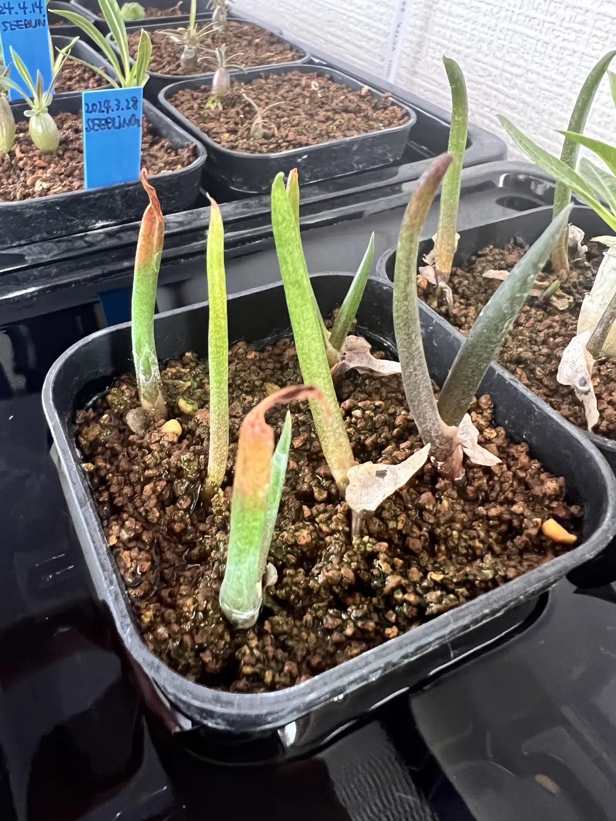 Aloe suzannae (アロエ スザンナエ)