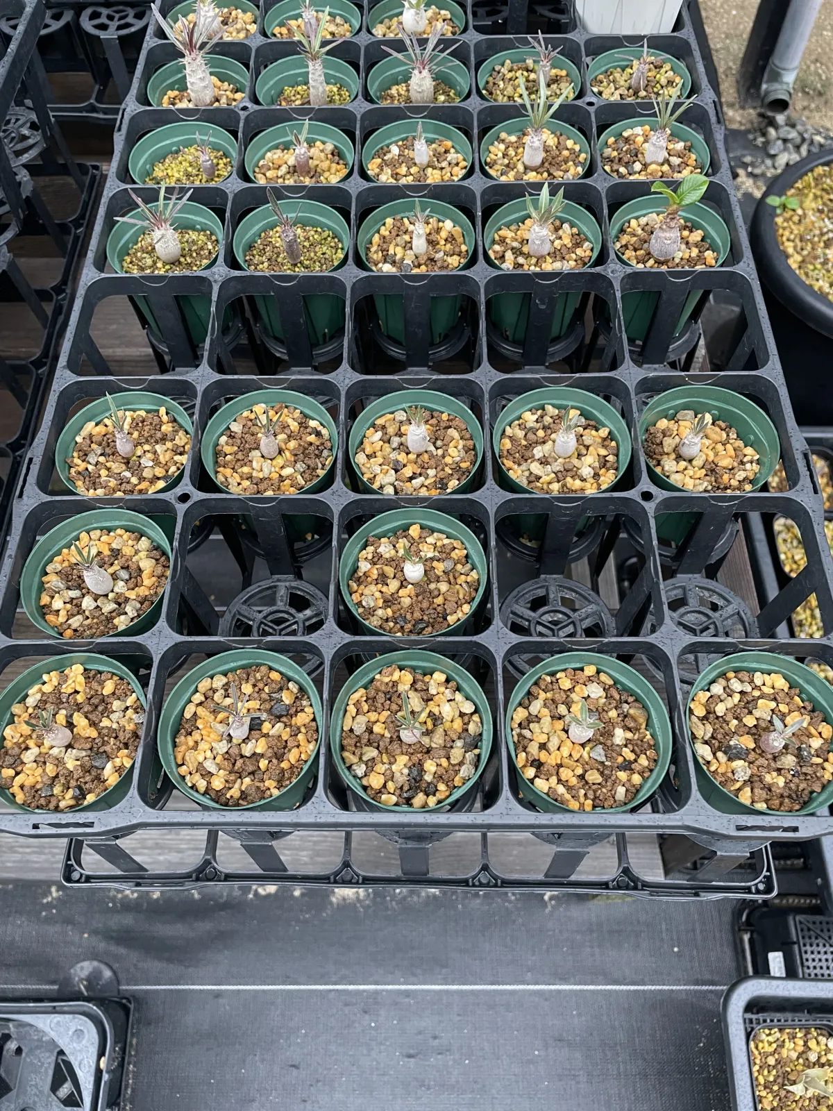 Pachypodium rosulatum var. gracilius (パキポディウム グラキリス)