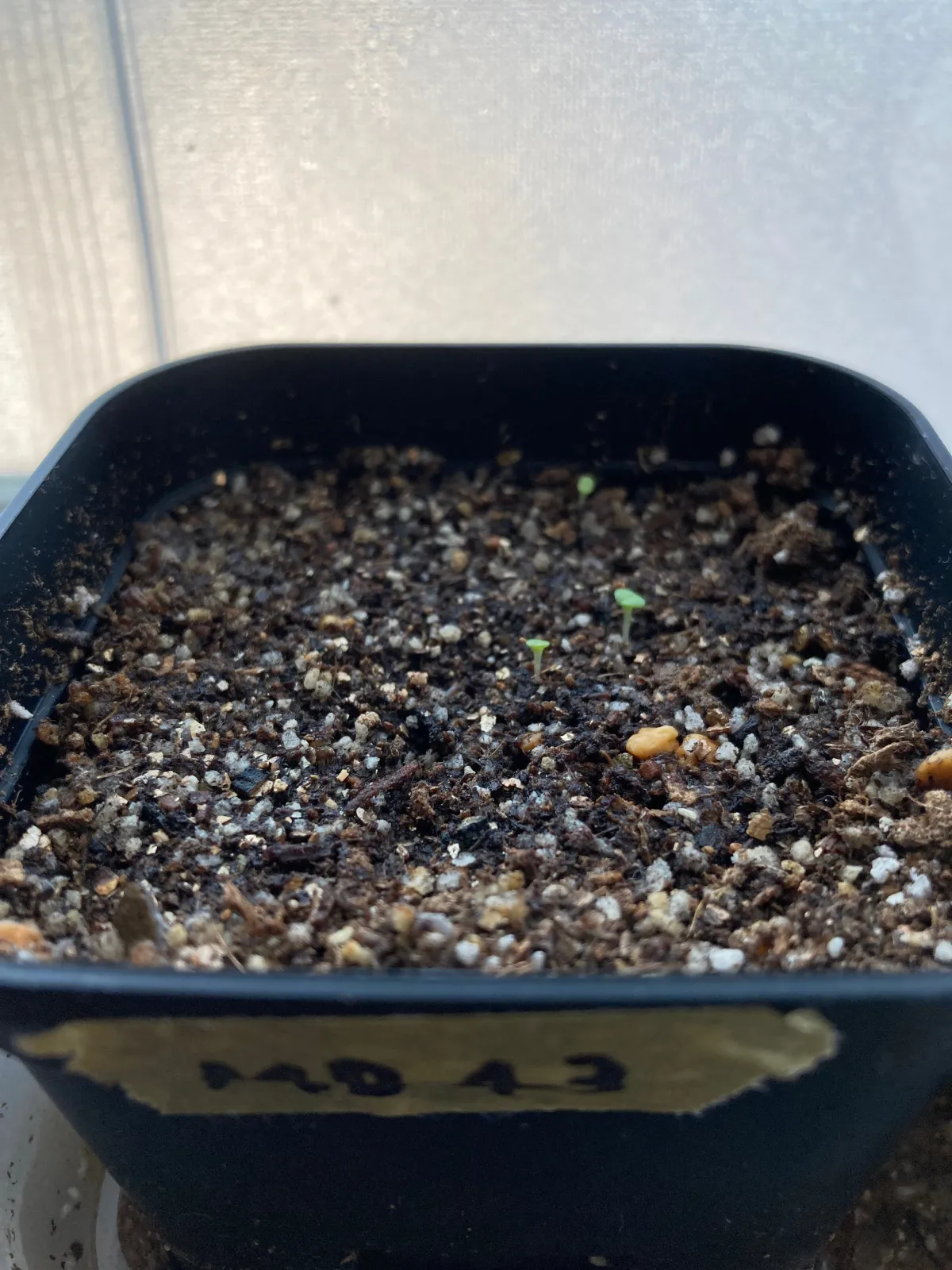 Aloinopsis schooneesii (アロイノプシス スクーネーシー)