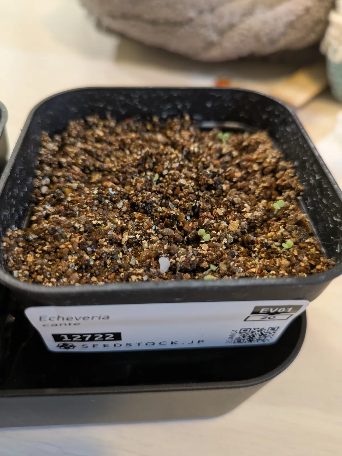 エケベリア・カンテ発芽率9/20＋α