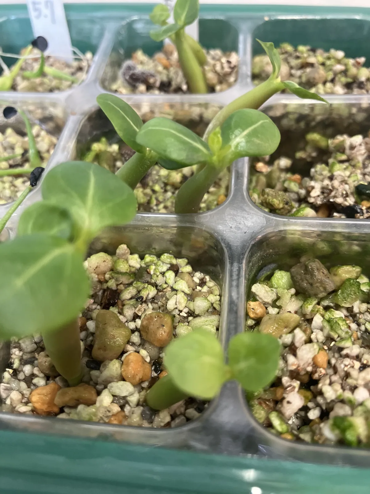 Adenium arabicum (アデニウム アラビカム イエメン)