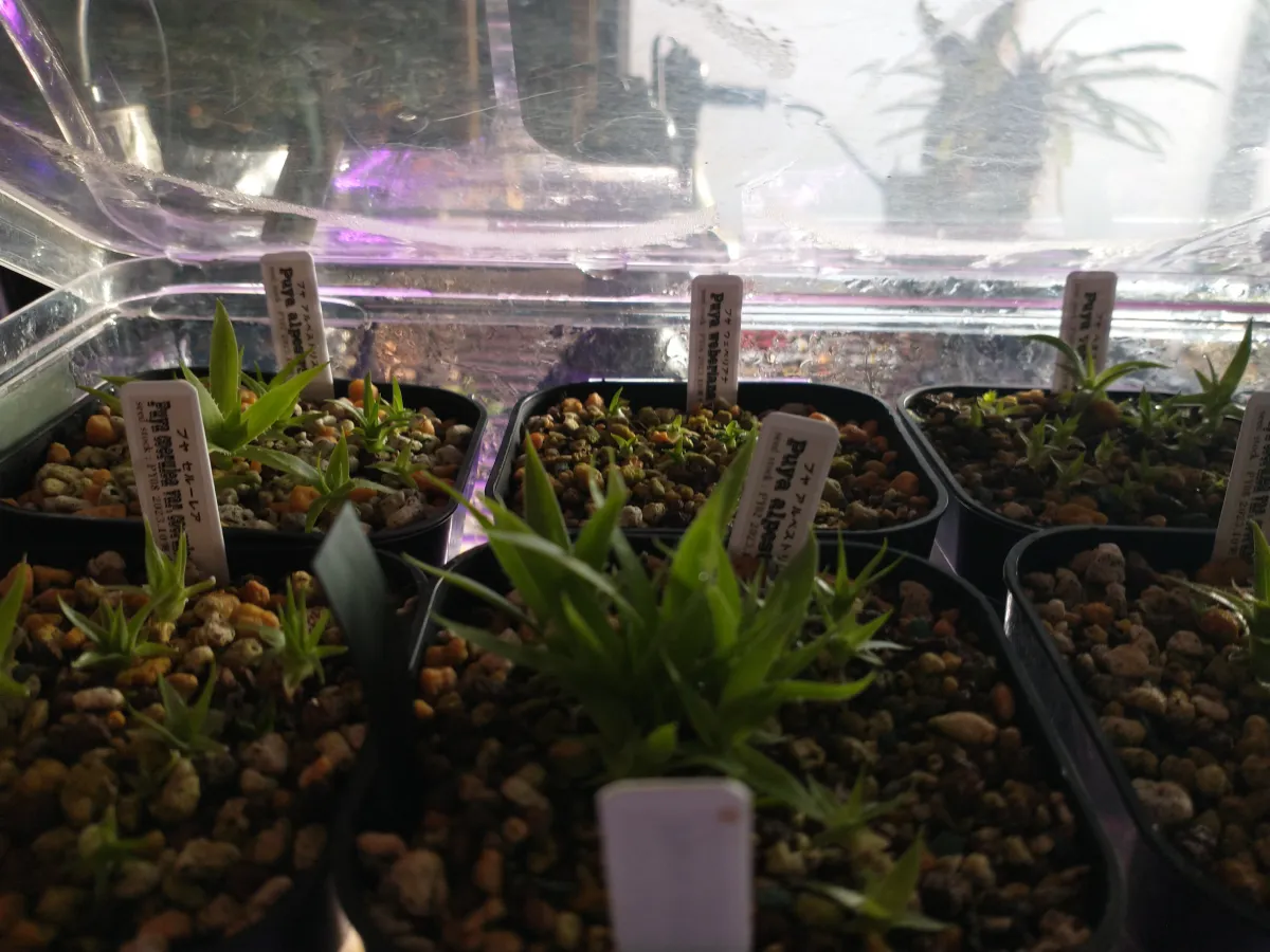 Puya alpestris (プヤ アルペストリス)