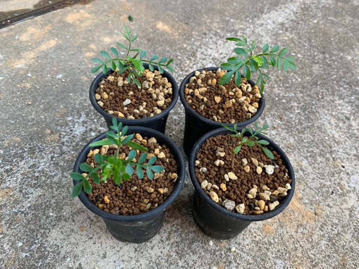 Operculicarya pachypus (オペルクリカリア パキプス)