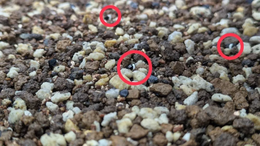 Agave oteroi (アガベ オテロイ)