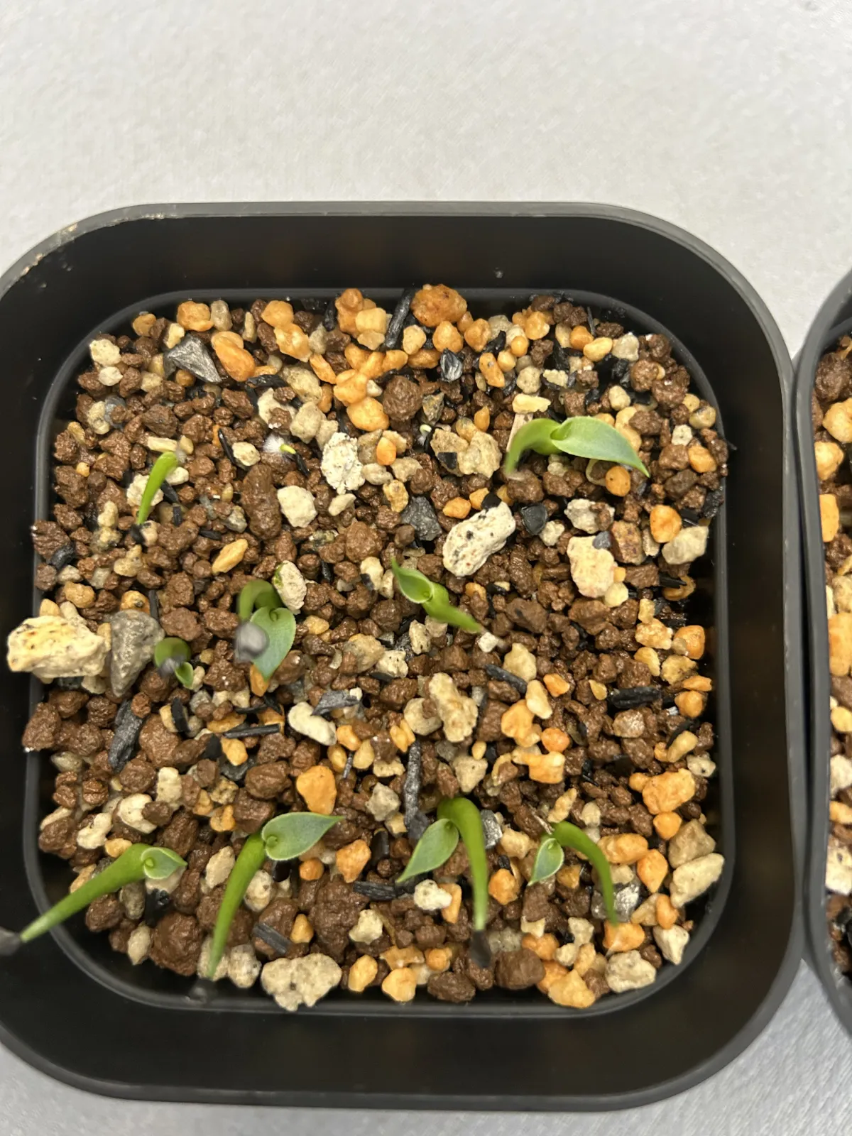 Agave utahensis var. eborispina 'Hayford' (アガベ エボリスピナ ヘイフォード)