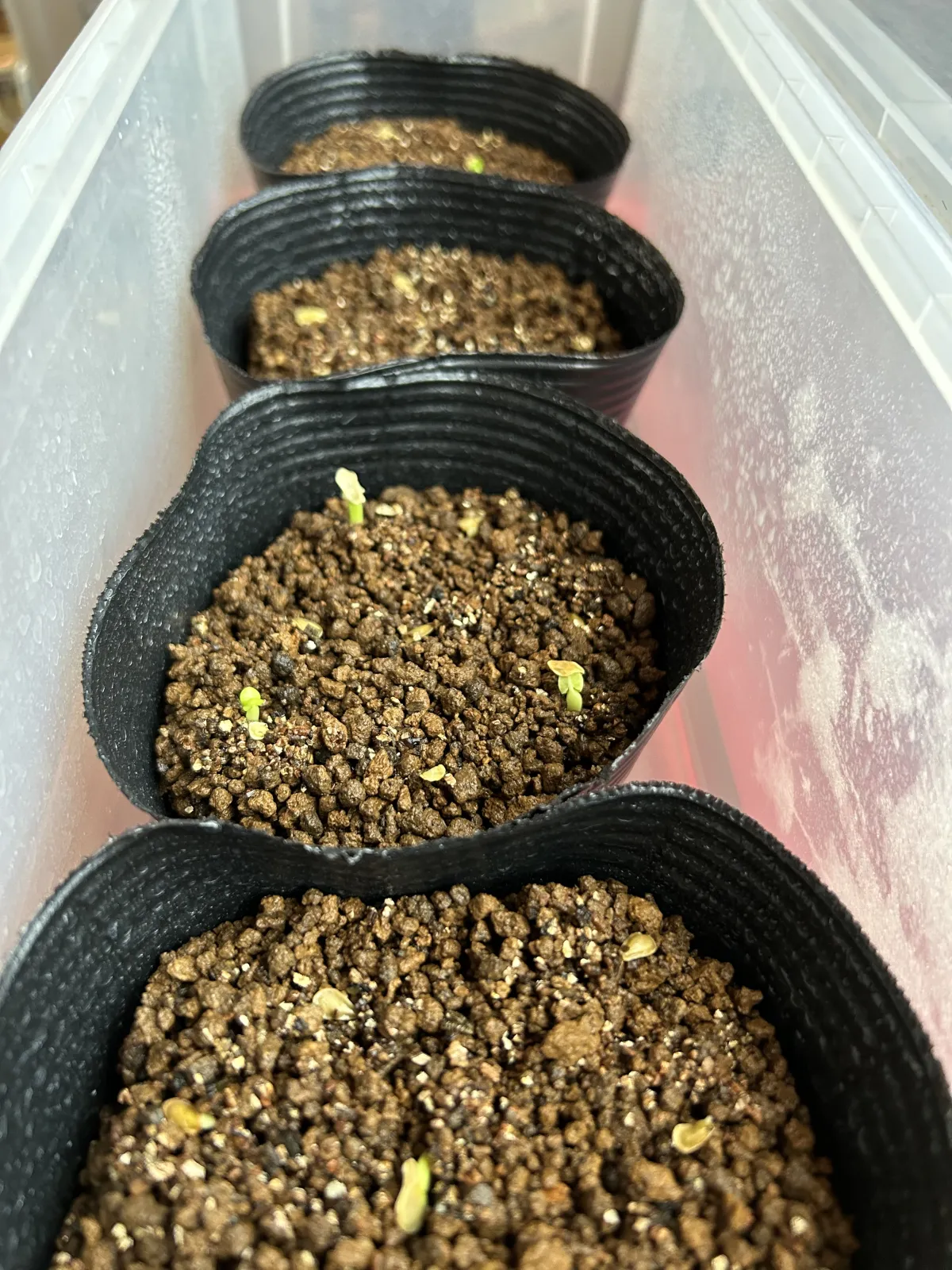 Fockea edulis (フォッケア 火星人)