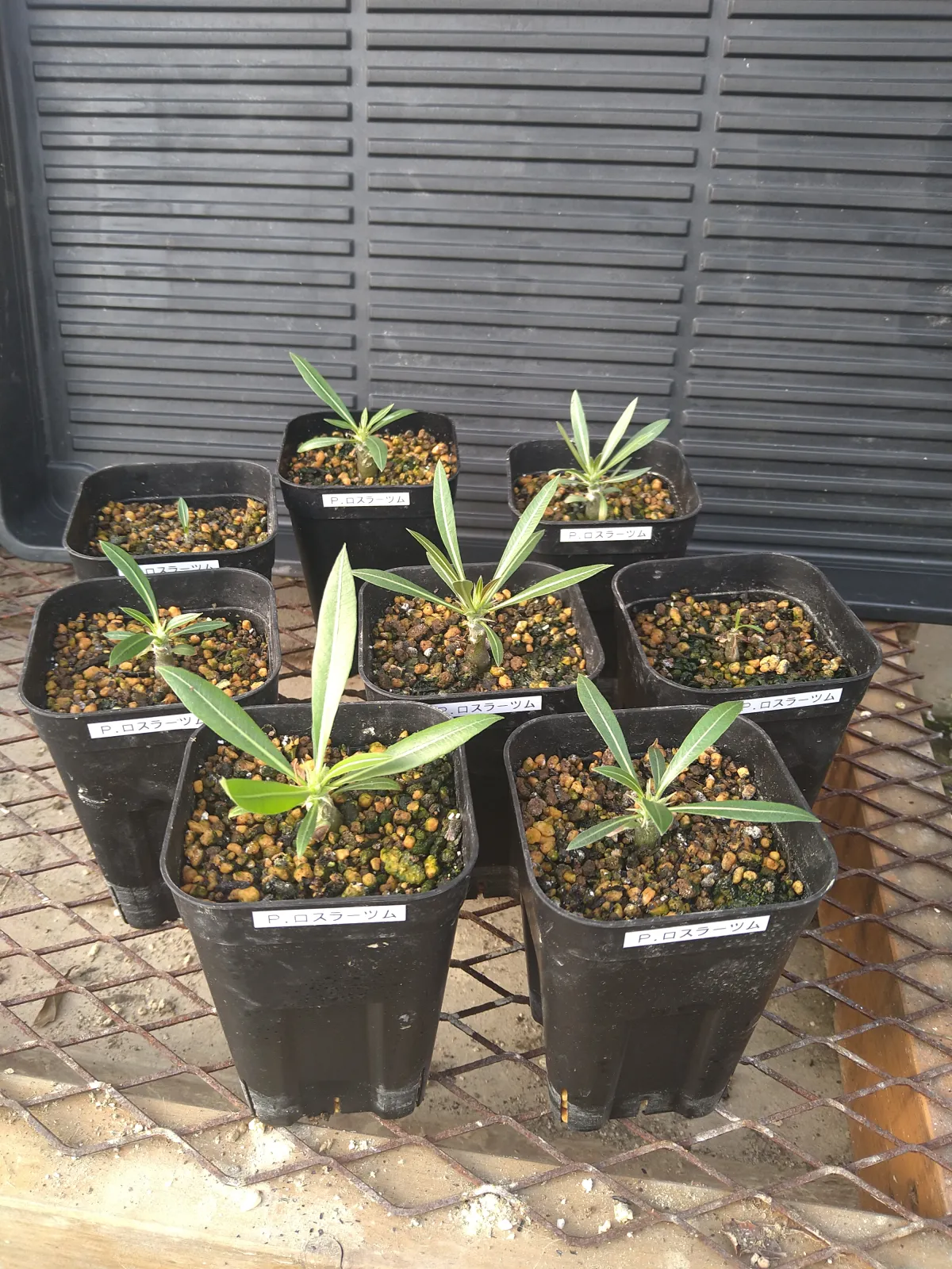 Pachypodium rosulatum (パキポディウム ロスラーツム)