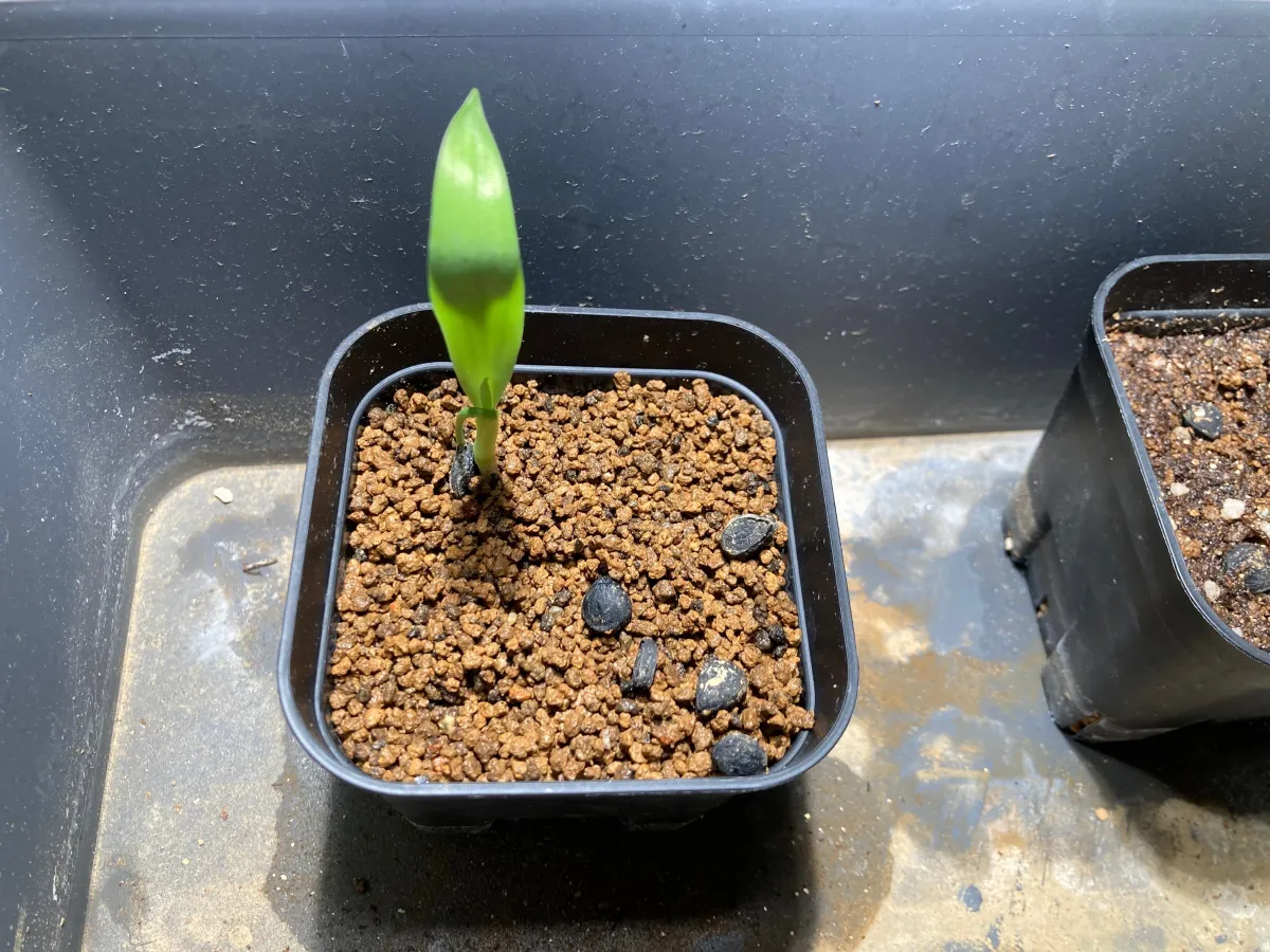 Yucca mixtecana (ユッカ ミクステカーナ)