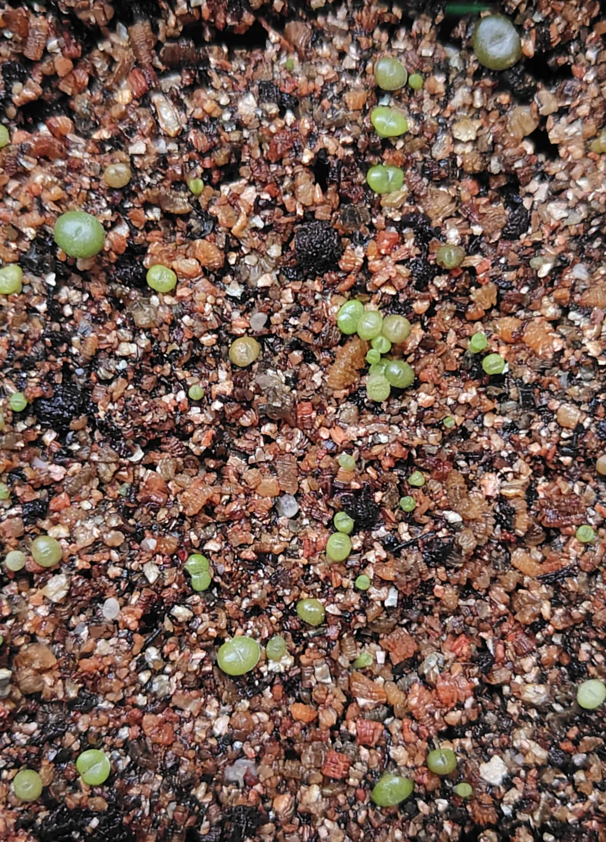 Lithops Mix (リトープス ミックス)