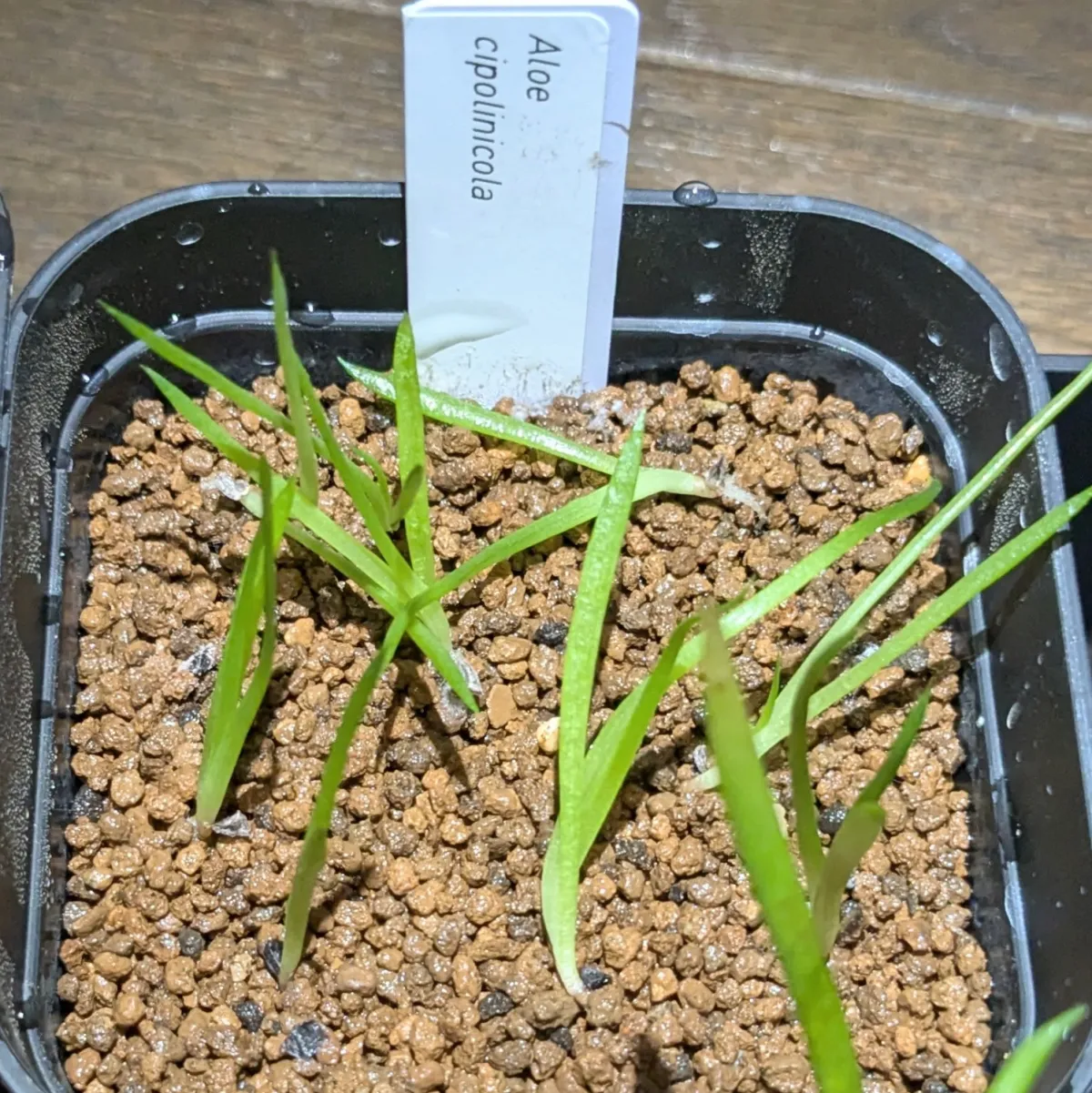 Aloe cipolinicola (アロエ キポリニコラ)