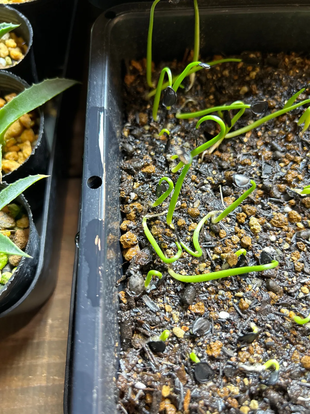 Agave parryi var. huachucensis (アガベ フアチュセンシス)