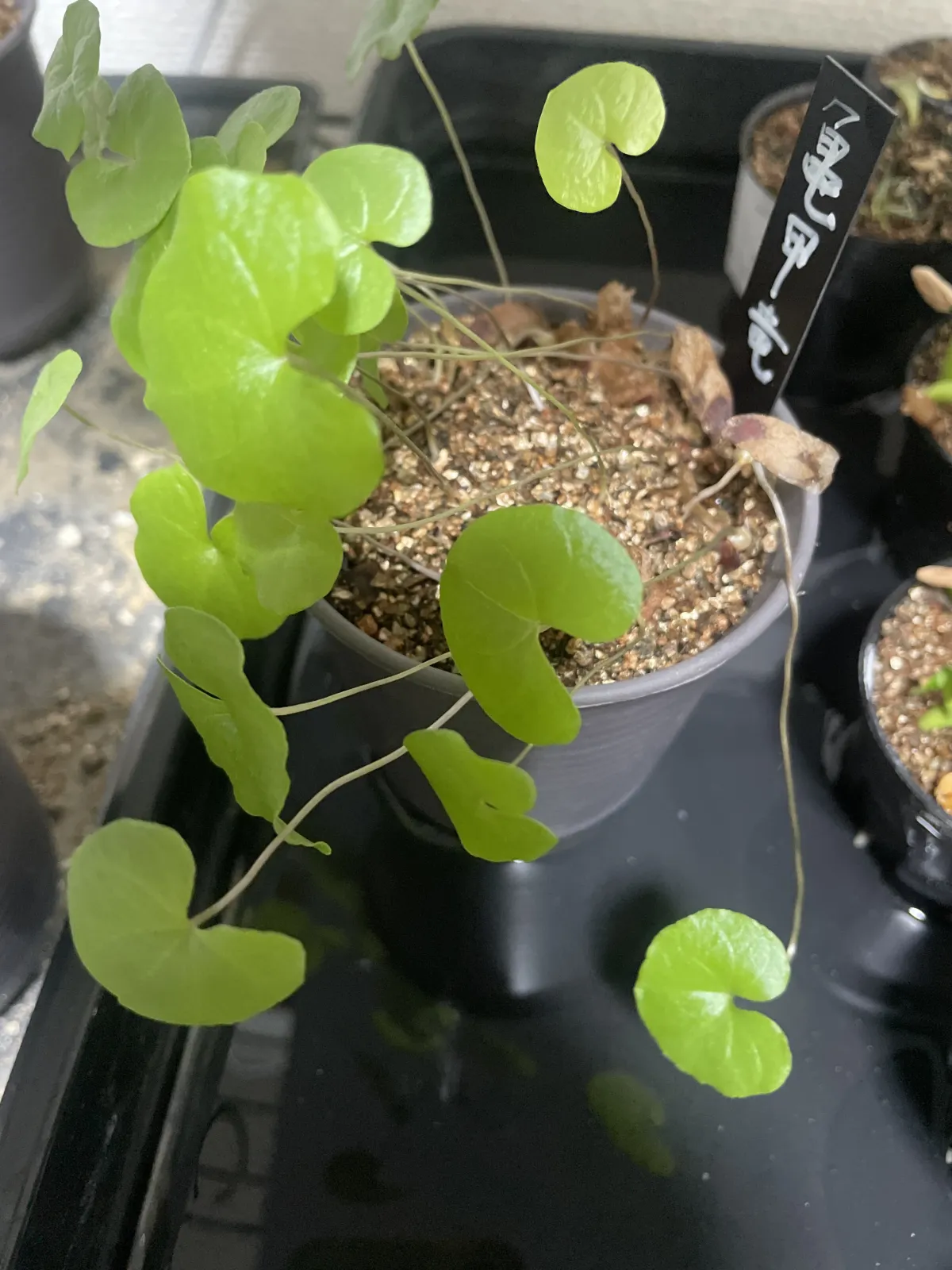 Dioscorea elephantipes (ディオスコレア エレファンティペス アフリカ亀甲竜)