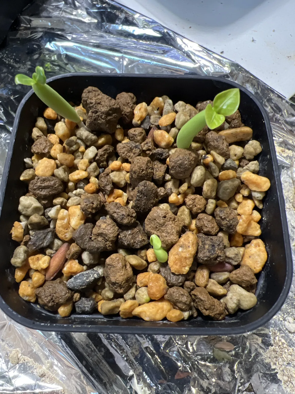 Adenium obesum Godji x Red Bracelet (アデニウム ゴッジレッドブレスレット)