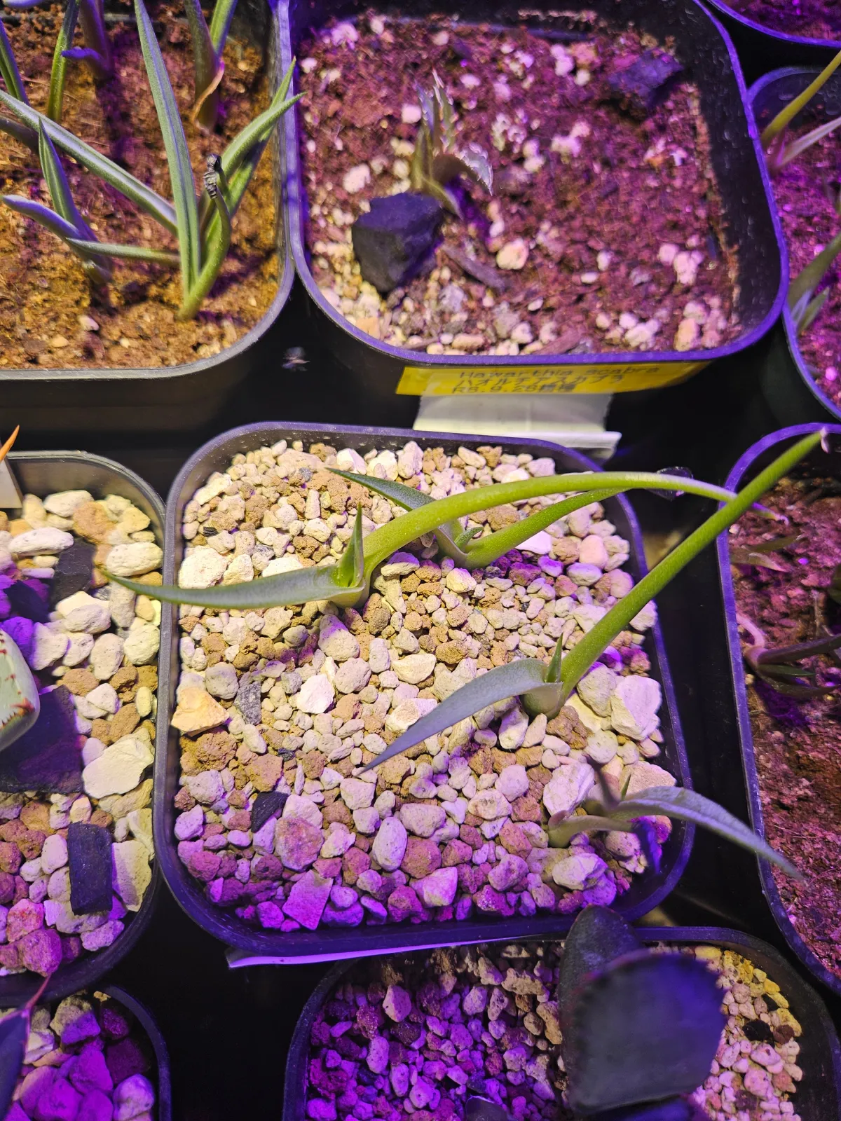 Agave vizcainoensis (アガベ ビスカイノエンシス)