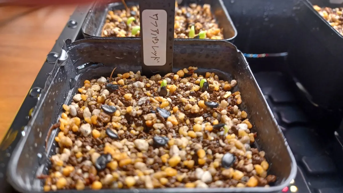 Agave kerchovei 'Huajuapan Red' (アガベ ワフアパンレッド)